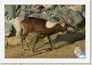 Animals * (24 Slides)